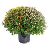 Plantiflor Chrysanthemen-Busch „Trio“ 612426 HELLWEG 1 Stück