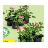 Pelargonien versch. Sorten HOFER 6 Stück