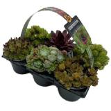 Bild von Hauswurz Sempervivum 6-fach Sortiert Crassulaceae OBI 6 Stück