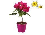 Bougainvillea Stamm Lidl 1 Stück