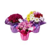 Chrysantheme „Elle Fleur“ in Muttertagsverpackung versch. Blütenfarben Lidl 1 Bund