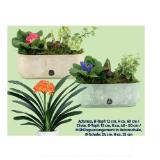 Blühpflanze Achmea, Ø-Topf: 12 cm, H ca. 60 cm / Clivia, Ø-Topf: 15 cm, H ca. 40 - 50 cm / Frühlingsarrangement in Betonschale, Ø-Schale: 24 cm, H ca. 25 cm HOFER 1 Stück