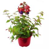 Plantiflor Fuchsie 350837 HELLWEG 1 Stück