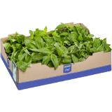 Promotion Bild von Metro Chef Basilikum od. Minze, Preisangabe ohne MwSt. (Preis inkl. MwSt. 9,89 €), METRO 500 Gramm 1 Packung