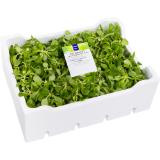 Metro Chef Vogerlsalat, Preisangabe ohne MwSt. (Preis inkl. MwSt. 8,24 €), METRO 800 Gramm 1 Packung