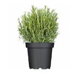 Promotion Bild von Plantiflor italienische Kräuter versch. Sorten 526841 HELLWEG 1 Stück