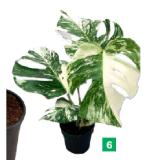 Fensterblatt 42770567 BayWa 1 Stück