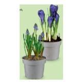 Zwiebelpflanzen Muscari blau oder weiß, Krokus Farbmix, Ø-Topf: 9 cm HOFER 1 Stück