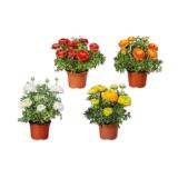 Ranunkel Verschiedene Blütenfarben Lidl 1 Stück