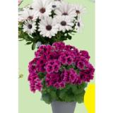 Edelpelargonie, ø Topf: 12 cm HOFER 1 Stück