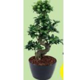 Grünpflanze Riesenbonsai in Schale, ø-Schale: 30 cm, Höhe ca. 73 - 78 cm HOFER 1 Stück