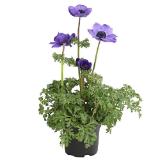 Bild von Kronen-Anemone Dehner 1 Stück