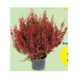 HERBSTPFLANZEN-MIX Erica gracilis, im 12-cm-Topf HOFER 1 Stück