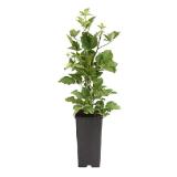 Dehner Brombeere 'Navaho', im 1,5-l-Topf Dehner 1 Stück