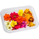 Speiseblüten div. Sorten, Preisangabe ohne MwSt. (Preis inkl. MwSt. 5,99 €), METRO 1 Packung