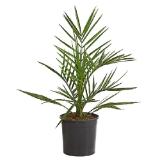 Dehner Kanarische Dattelpalme Dehner 1 Stück