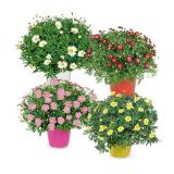 Margeriten-Busch versch. Blütenfarben HOFER 1 Stück