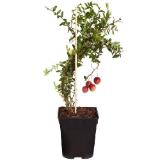 Dehner Cranberry 'Cranny', im 1-l Topf Dehner 1 Stück