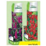 Zier- und Beerenstrauch div. Sorten HOFER 1 Stück