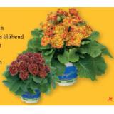 Primel “Belarina“ Lidl 1 Stück