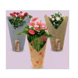 Blühpflanze Rose oder Anthurie im Potcover, Höhe ca. 30 - 45 cm HOFER 1 Stück