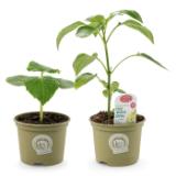 Zurück zum Ursprung Bio-Fruchtgemüse-Pflanze versch. Sorten HOFER 1 Stück