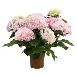 Dehner Hortensie 'Sonnenstein' Topf Ø14 cm Dehner 1 Stück