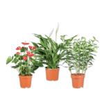 Blühpflanze Anthurium, Lilie oder Spathiphyllum Verschiedene Blütenfarben Lidl 1 Stück