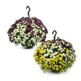 Chrysanthemen-Ampel versch. Sorten HOFER 1 Stück