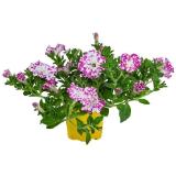 Dehner Hängepetunie 'Pink Sky' Topf Ø12 cm Dehner 1 Stück