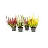 Plantiflor Knospenheide „Beauty Ladies“ 933240 HELLWEG 1 Stück