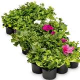 Surfinien/Zauberglöckchen versch. Sorten HOFER 6 Stück