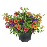 Promotion Bild von Plantiflor Calibrachoa-Trio 548289 HELLWEG 1 Stück