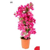 Drillingsblume 42782495 BayWa 1 Stück