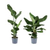 Strelizie oder Bananenpflanze Lidl APP Preis 1 Stück