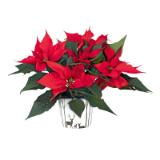 Weihnachtsstern 344537 HELLWEG 1 Stück