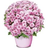 Chrysantheme Multiflora, Preisangabe ohne MwSt. (Preis inkl. MwSt. 8,69 €), METRO 1 Stück
