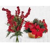 Home Creation Künstliche Weihnachtspflanzen versch. Modelle HOFER 1 Stück