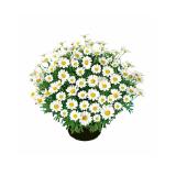 Margeriten-Busch 305037 HELLWEG 1 Stück