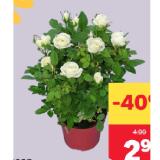 Rosen Topfgröße 12 cm MPREIS 1 Stück
