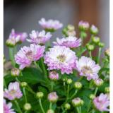 Chrysanthemum multiflora 15-cm-Topf Bellaflora 1 Stück