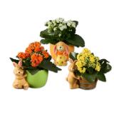 Keramikosterhase mit Kalanchoe Verschiedene Ausführungen und Blütenfarben Lidl 1 Stück