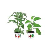 Gemüsepflanze versch. Sorten Lidl 1 Stück