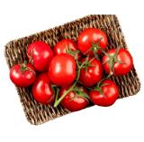 Promotion Bild von Strauchtomaten aus Österreich Lidl APP Preis 1 Kilogramm