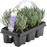 grow by OBI Lavandula angustifolia Hidecote 6er-Pack OBI