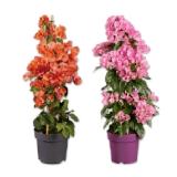Bougainvillea Pyramide (Drillingsblume) Verschiedene Blütenfarben Lidl 1 Stück