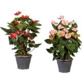 Anthurium Verschiedene Blütenfarben Lidl 1 Stück