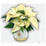 Zimmerpflanze in Weihnachtlicher Keramik Weihnachtsstern HOFER 1 Stück