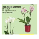 Orchidee Midi im Übertopf HOFER 1 Stück