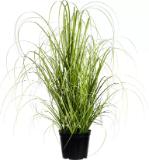 modern living Grasbündel „PATRICK“ 4297031501 mömax 1 Stück